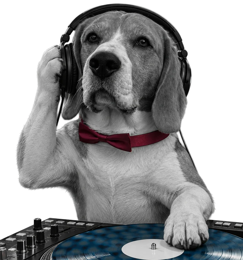 Archie on the decks